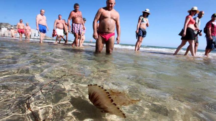 La plaga de medusas llegó a Benidorm el martes y no se alejó de las playas hasta ayer.