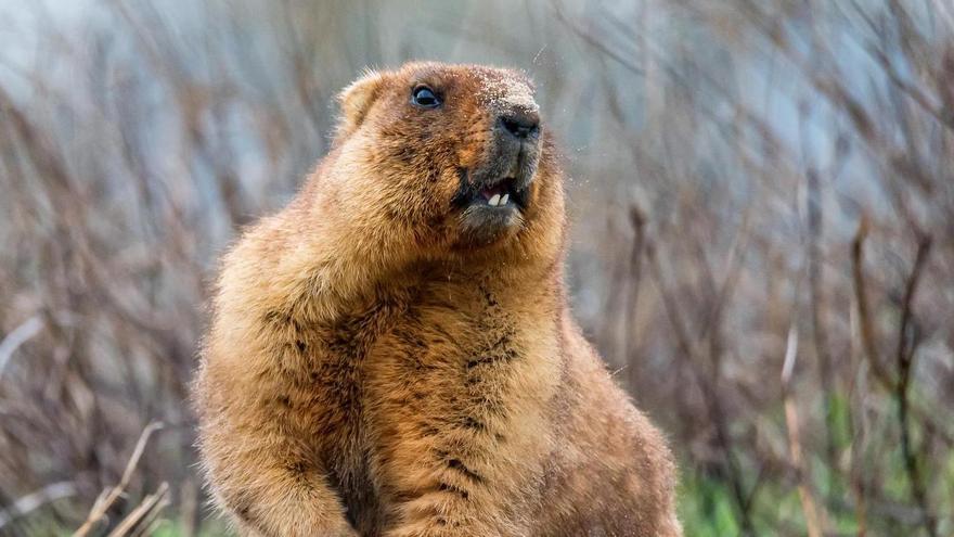 La marmota que se ha vuelto a hacer viral
