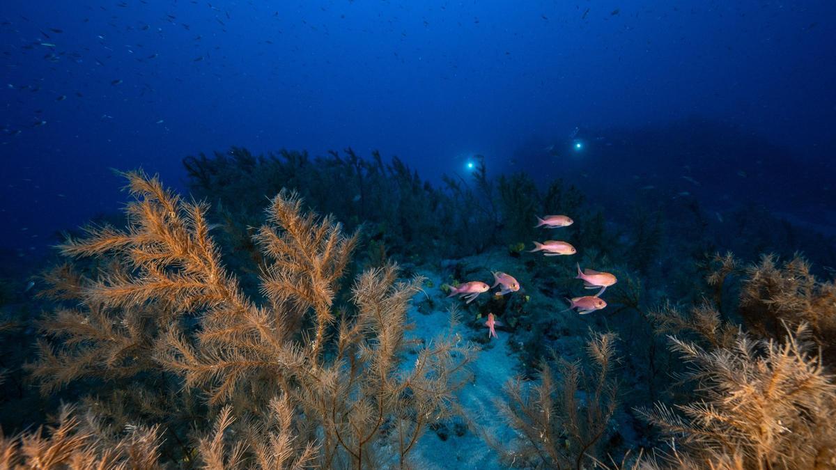 Bosque de coral negro en Playa Chica a 60 m (Lanzarote). Fuente: Franck Gazzola – Under The Pole
