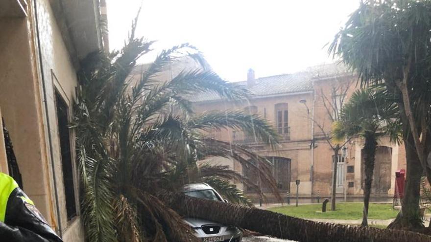El viento tumba una palmera en una plaza de Paterna
