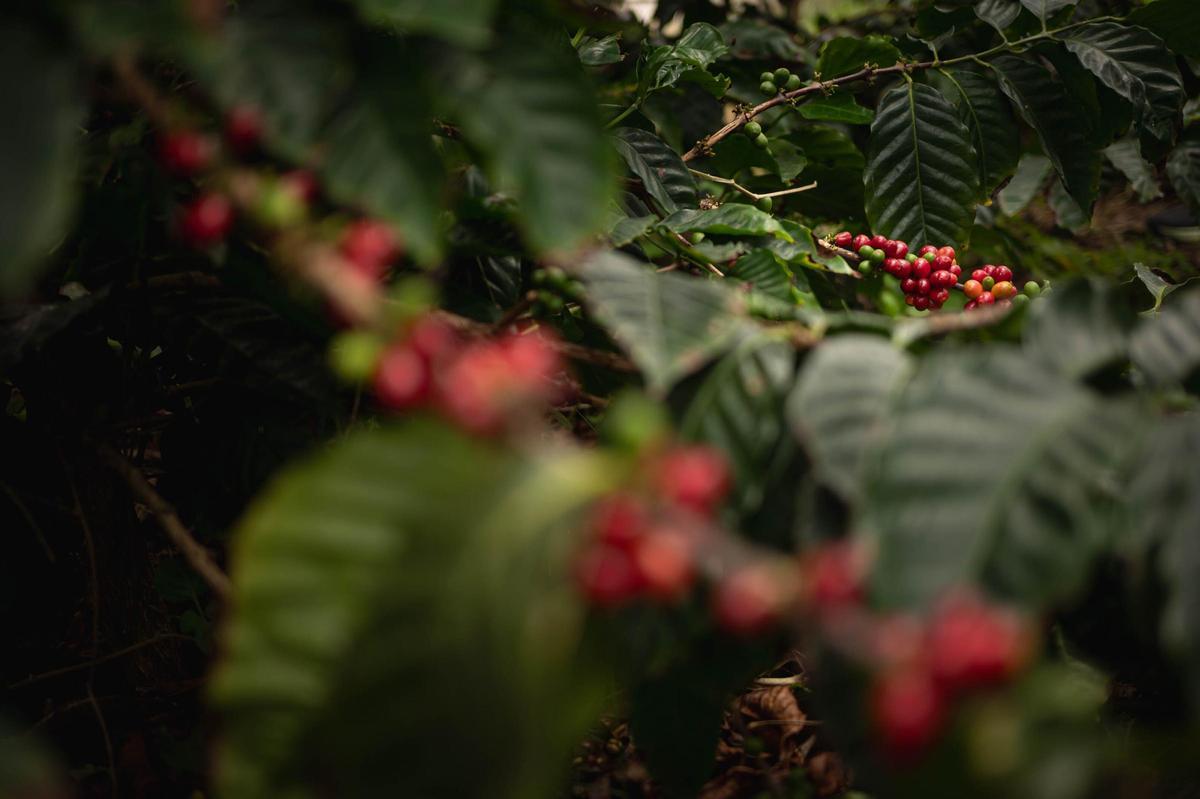 Los hermanos Abreu, productores de café en San Juan de la Rambla