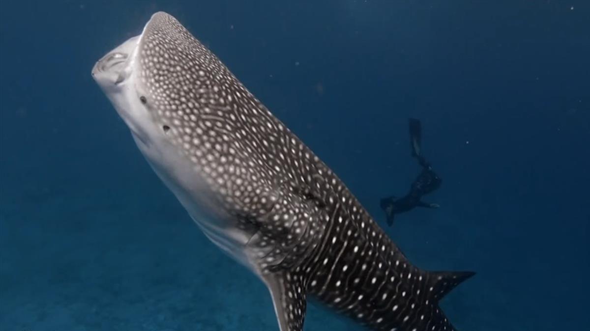 25 02 2021 Este hombre comparte su encuentro con un tiburon ballena en las Maldivas MADRID 25 feb (EDIZIONES) El buceador londinense Kaushiik Subramaniam se desplazo hasta las Maldivas para dedicarse a un proyecto de investigacion sobre la conservacion de la vida marina cuando se encontro con un ejemplar de tiburon ballena durante una de sus inmersiones SOCIEDAD YOUTUBE - CATERS - KAUSHMAN