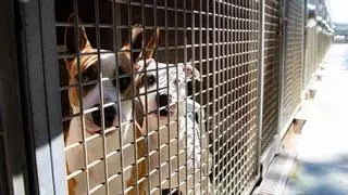 El Ayuntamiento de Barcelona admite “problemas” en el centro de acogida de animales