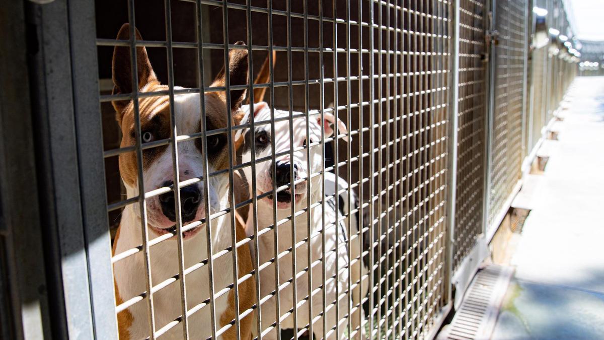 Dos perros en el centro de acogida de animales de Barcelona.