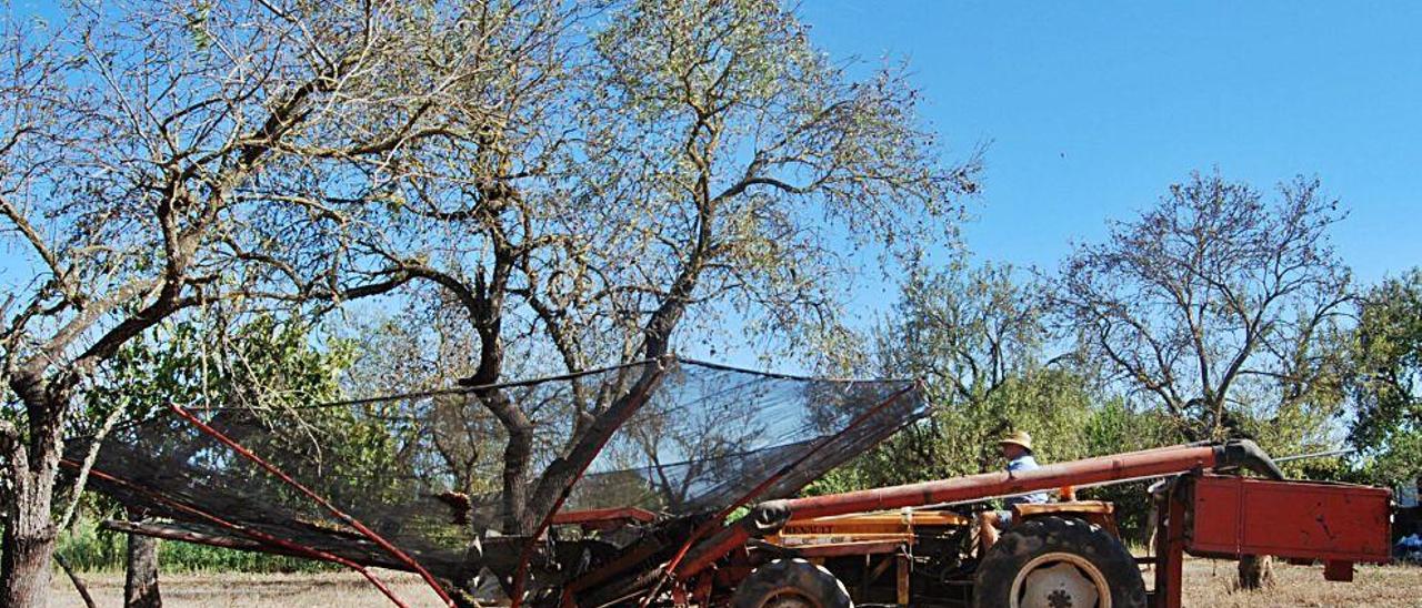 Un payés de Inca recoge almendras con una máquina especializada en dicha cosecha.