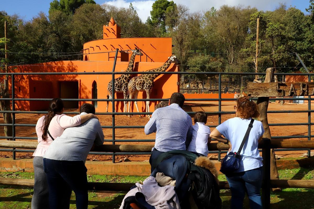 Jirafas del zoo de Córdoba, uno de los animales que más gusta.