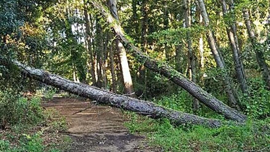 Dos arbres tallen l&#039;accés a la font Picant de Santa Cristina