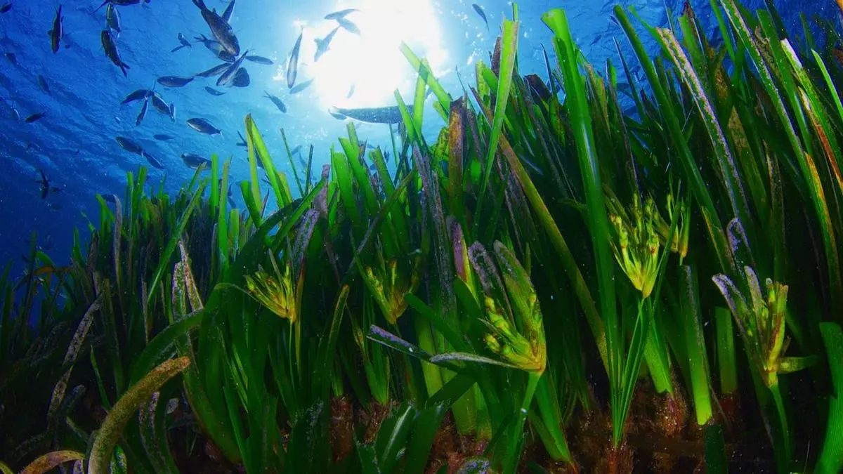 Cofidis planta en Formentera 1.500 ejemplares de posidonia oceánica, reforzando su compromiso con la sostenibilidad