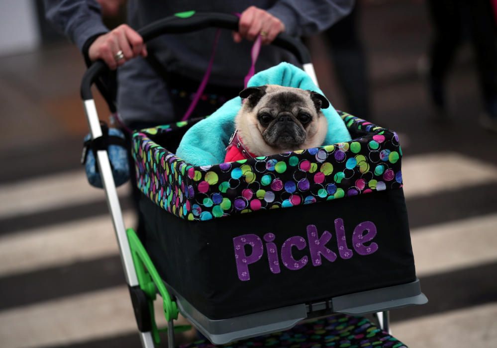 Crufts 2019: L'exhibició de gossos més gran del món