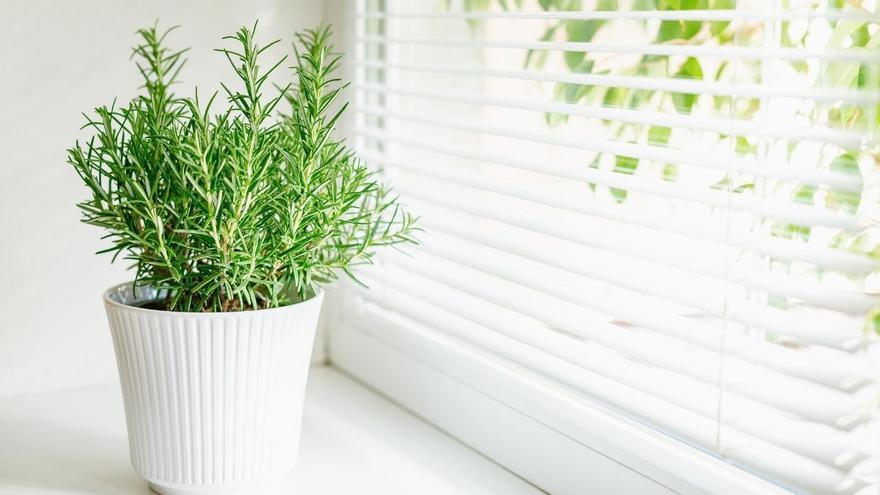 Los mosquitos siguen en septiembre: 5 plantas que puedes tener en casa para mantenerlos alejados