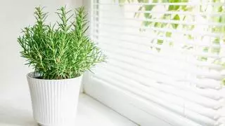 Los mosquitos siguen en septiembre: 5 plantas que puedes tener en casa para mantenerlos alejados