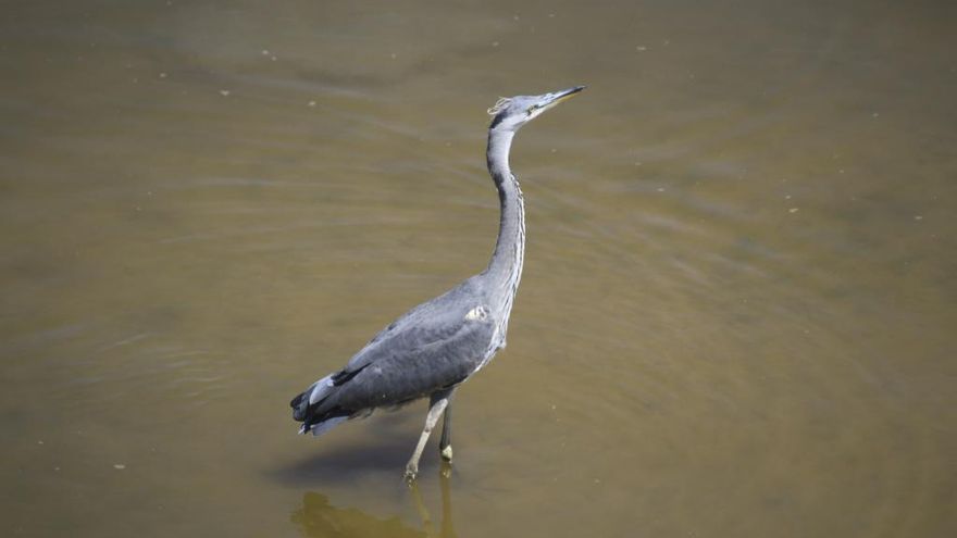 Ave fauna garza.