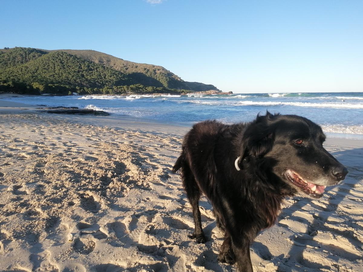Im Winter sind Hunde auch an Badestränden wie der Cala Agulla erlaubt