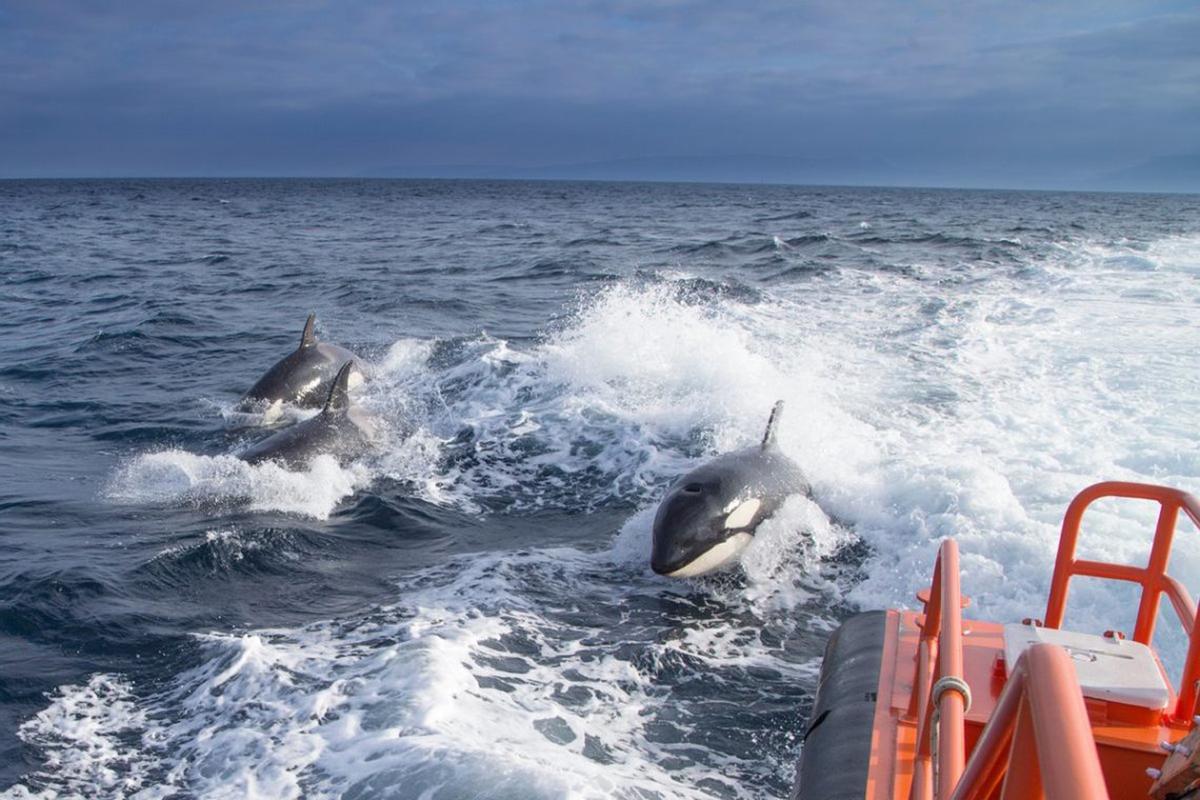 Orcas junto a una embarcación de Salvamento Marítimo