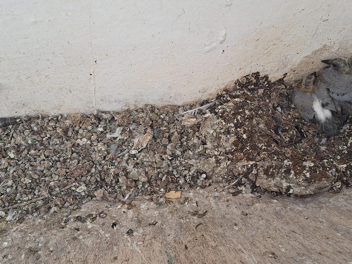Fotogalería | Los vecinos del Casco Antiguo de Badajoz se quejan de las palomas