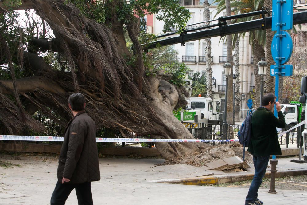 Cae un ficus en el Paseíto Ramiro