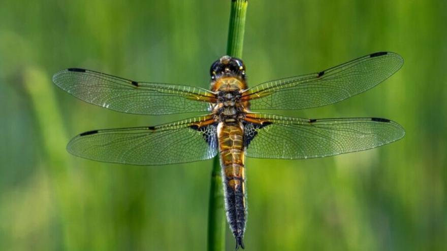 ‘Terra insecta’: un libro esencial para entender los insectos