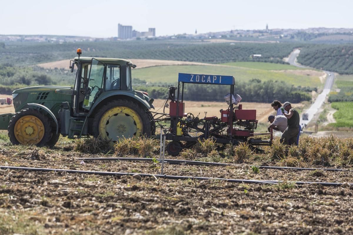 Fotogalería / De la tierra a la mesa; el ajo cordobés