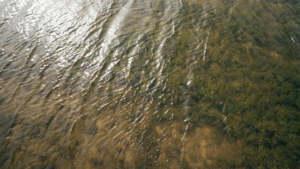 Detalle del agua de Las Tablas de Daimiel.