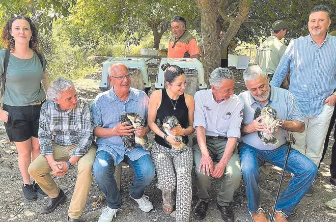 Arriben a la Marjal de Pego-Oliva noves cries d’àguila pescadora