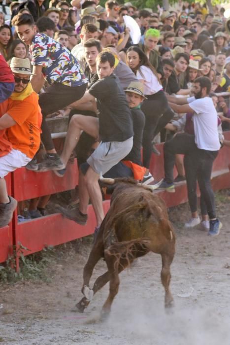 Les vaquetes de Santpedor en imatges