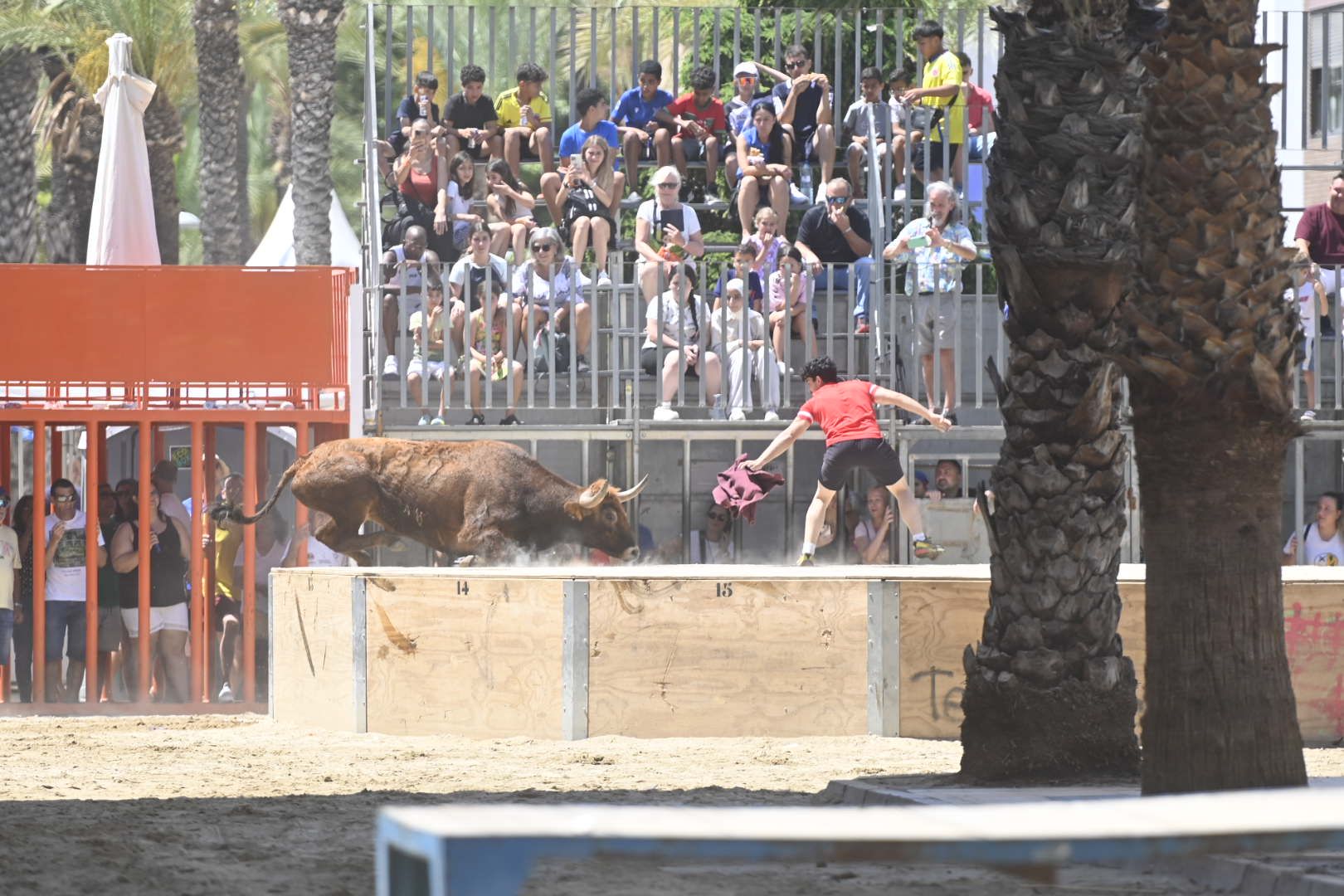 El ‘bou’ toma protagonismo mañana, tarde y noche en el Grau en fiestas