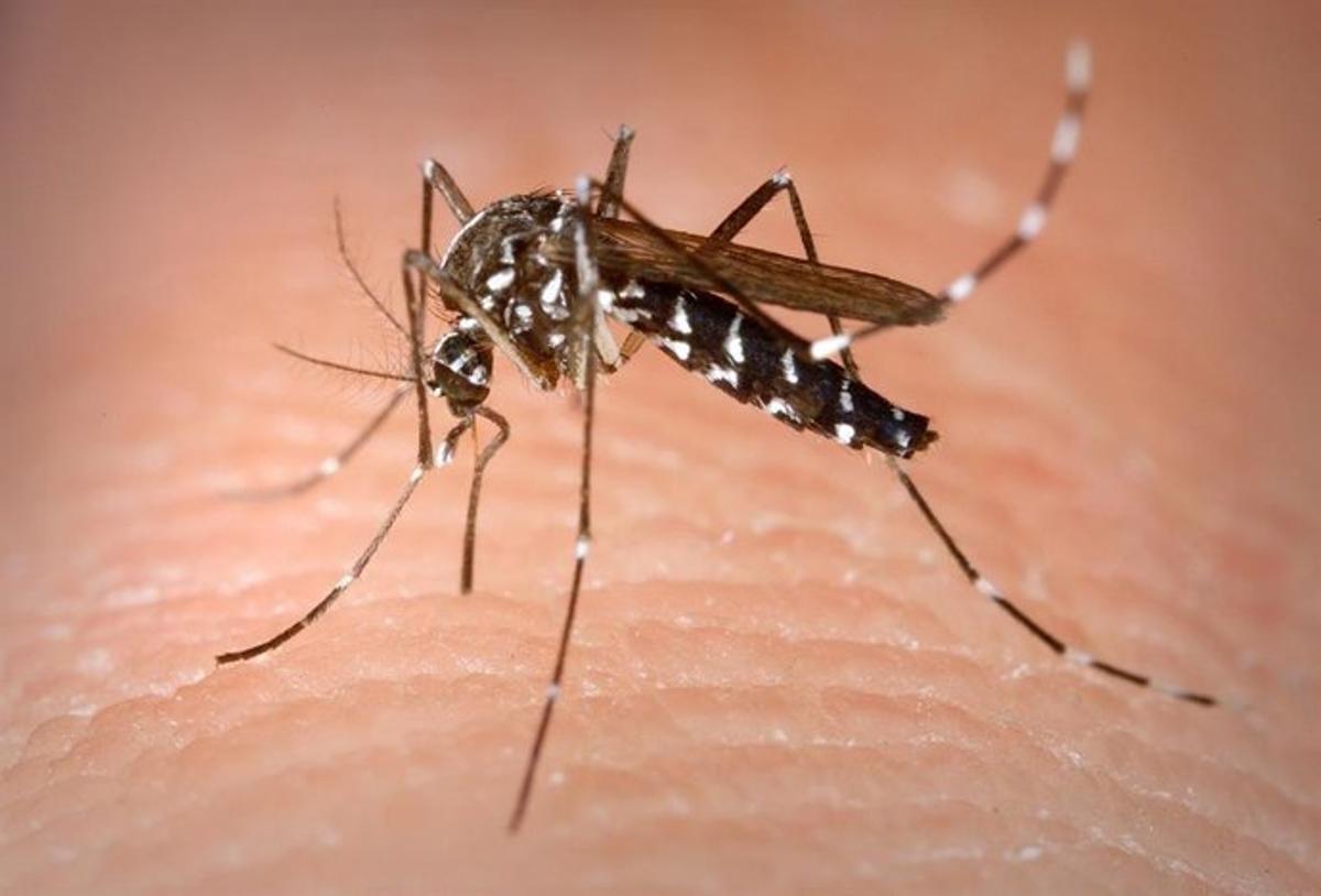 El mosquit tigre ja afecta el 66% dels espanyols