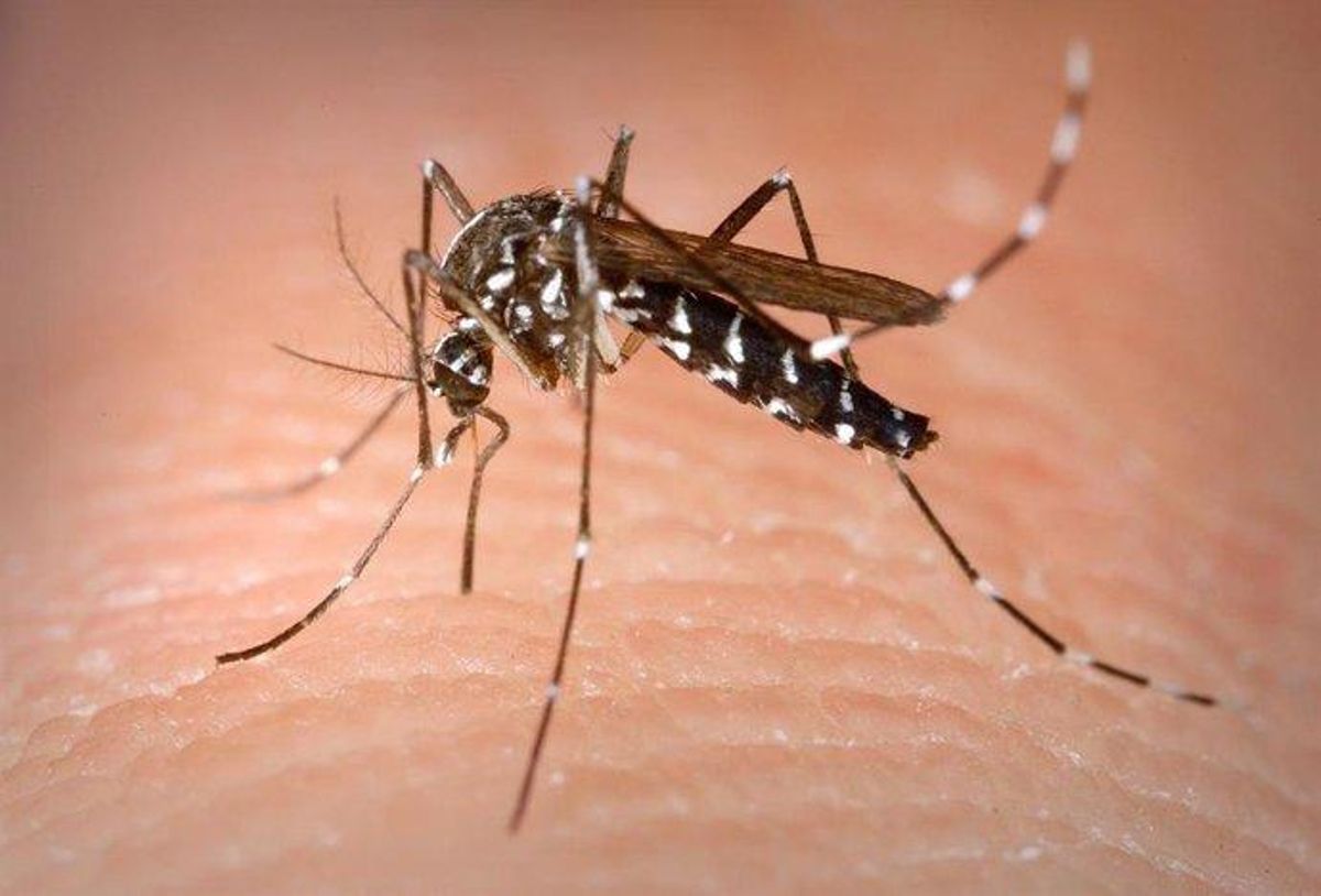 Foto de archivo de un mosquito tigre.