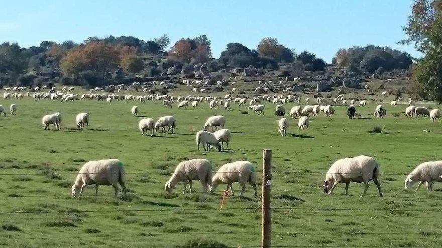 Sequía en Zamora: Los ganaderos de extensiva reclaman ayudas directas para alimentar al ganado