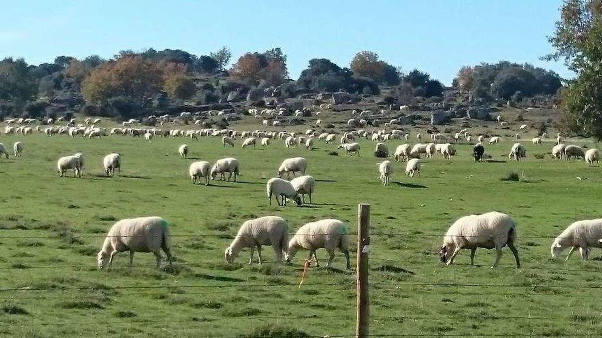 Ovejas pastando en la comarca de Sayago