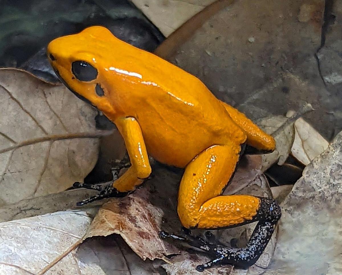 La Rana Dardo Dorada (Phyllobates terribilis) es uno de los animales más mortíferos del planeta