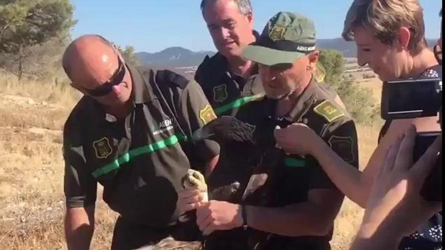 Liberación de un águila real en Caravaca