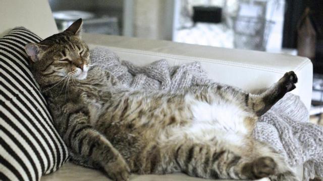 GATOS | Trucos para quitar los pelos de tu gato en casa