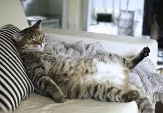 Trucos para quitar los pelos de tu gato en casa