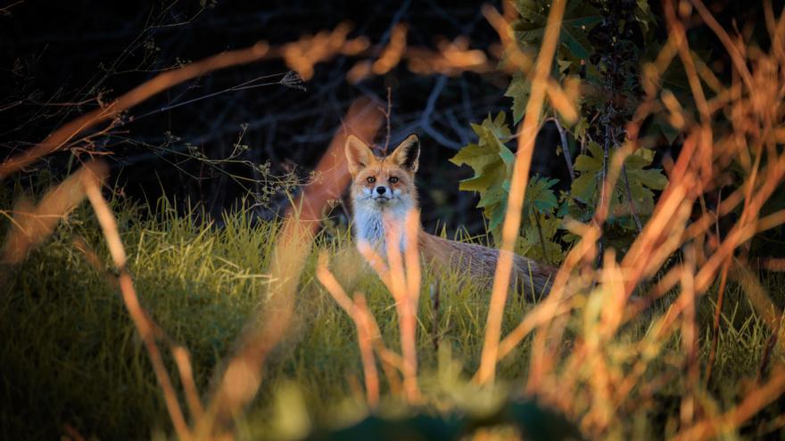 Naturaleza en estado puro en Castellón: Espectaculares imágenes de un zorro en el Millars