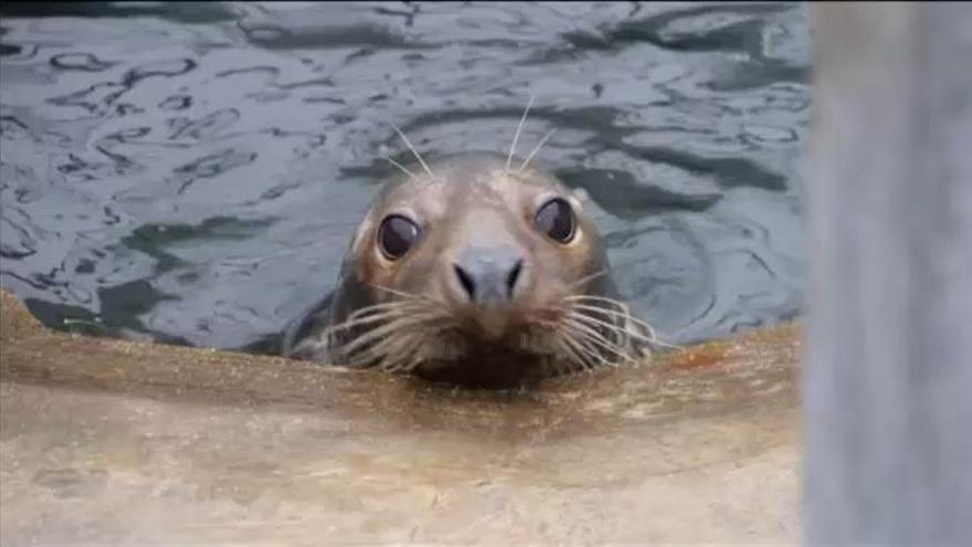 Regresa al mar la foca que fue herida por un 'frisbee'