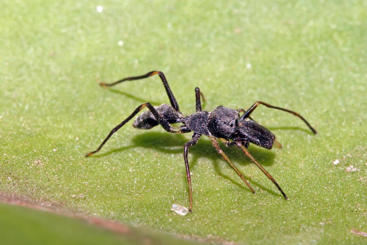 Ejemplar de araña imitadora de hormigas o araña saltadora.
