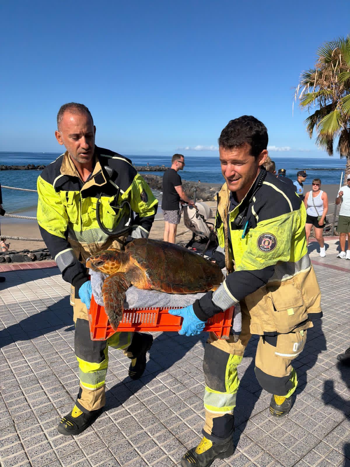 Rescatan una tortuga boba en Adeje