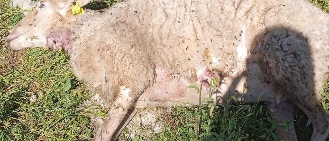 Lletra Menuda | El enemigo del hombre y de los animales.