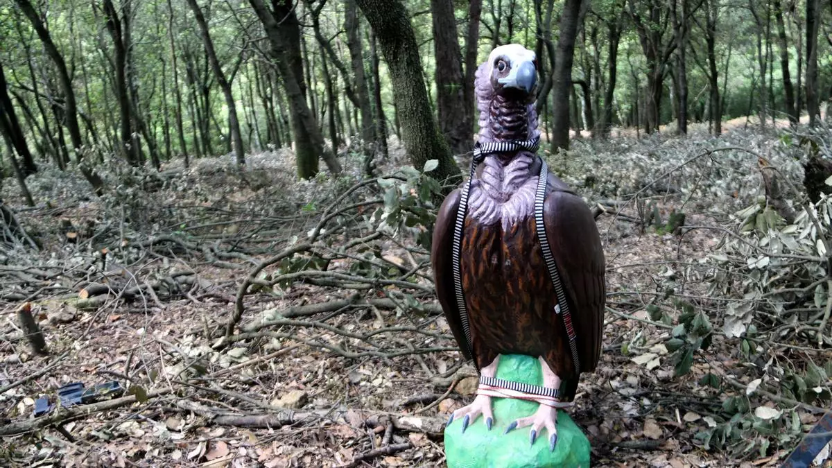 Instal·len vuit nius artificials per atraure voltors negres a l'Alt Empordà