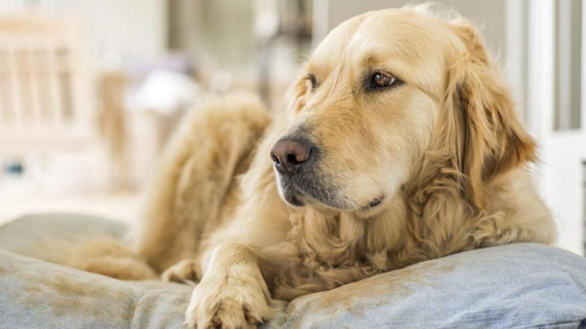 Golden Retrieve.