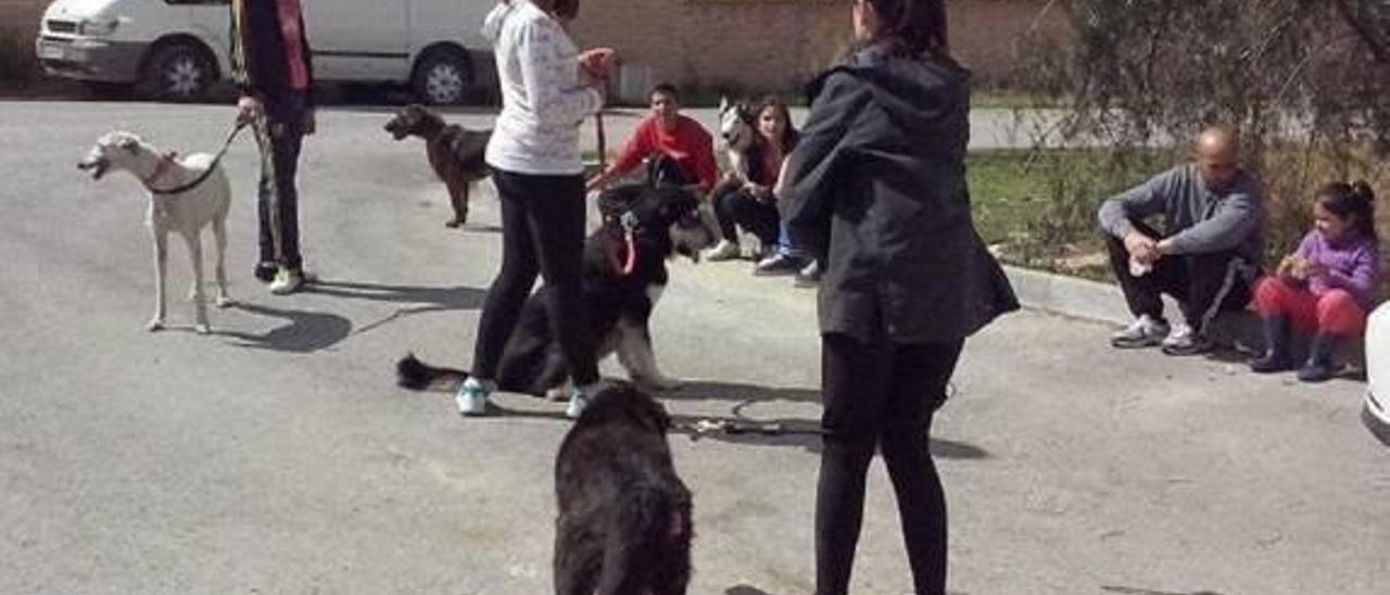 Recogen firmas para reclamar un refugio de animales en Ontinyent