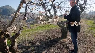 Los productores de cerezas esperan una campaña récord después de cinco años ruinosos