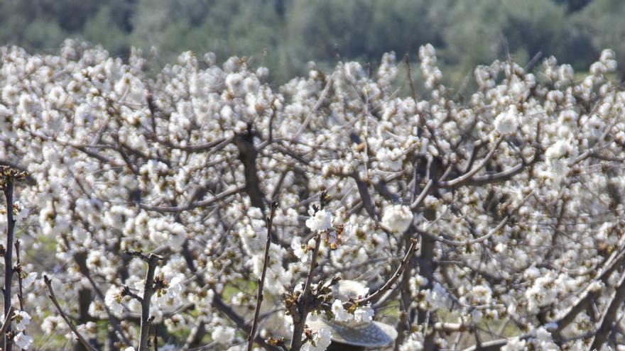 La amargura del fruto más dulce