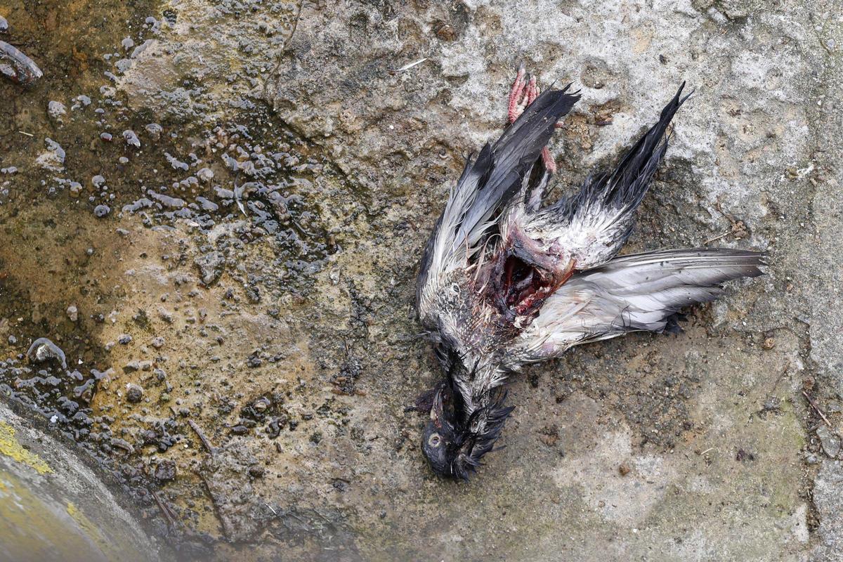 Les imatges dels coloms morts a Girona Les imatges dels coloms morts a Girona