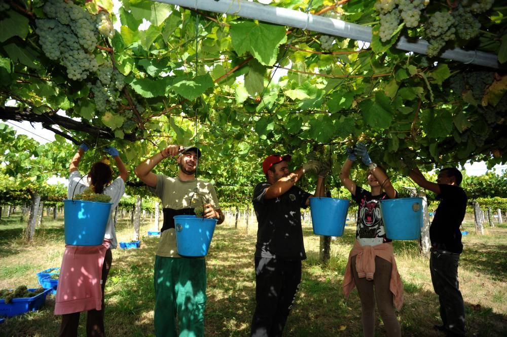 Las bodegas más madrugadoras de Rías Baixas ya rozan el millón de kilos de uva vendimiada