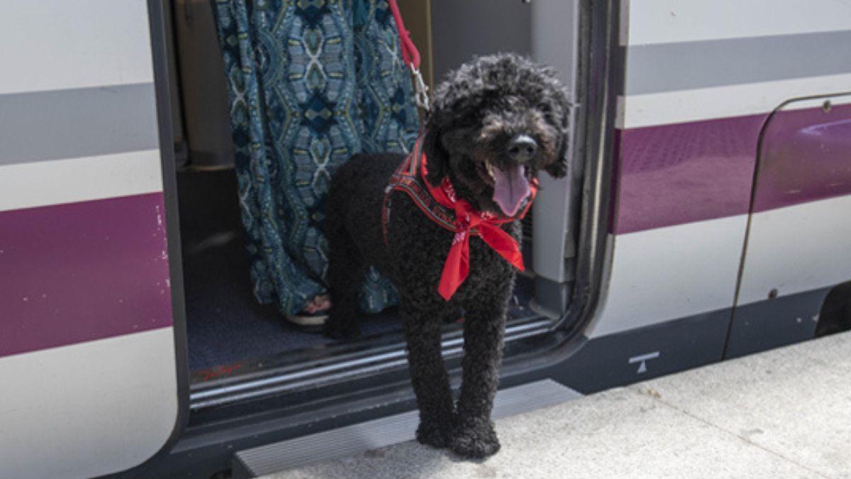 Renfe da un giro a los viajes con mascotas: permitirá llevar perros de hasta 40 kilos en todos sus trenes desde esta fecha