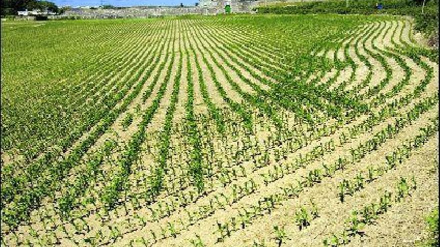 Plantación de maíz, en Casariego.