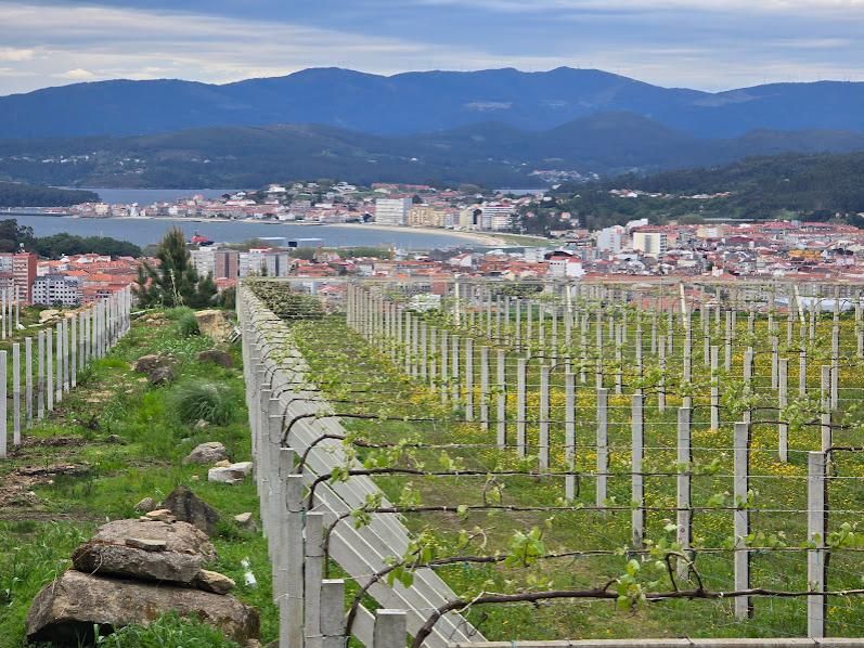 Viñedos en Vilagarcía, donde el sector trata de controlar el desarrollo de vegetación adventicia.