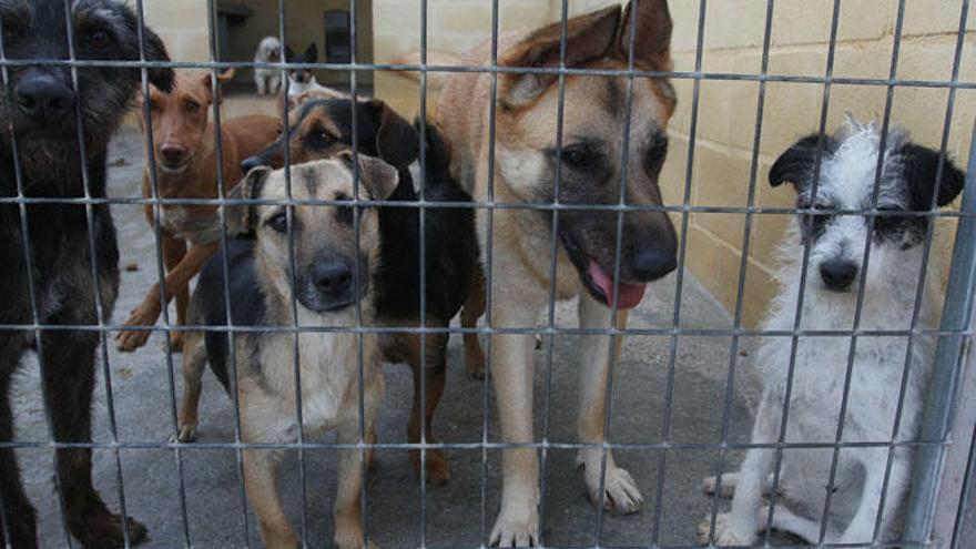 Tres imágenes en las que se pueden ver algunos animales del refugio y a los voluntarios.